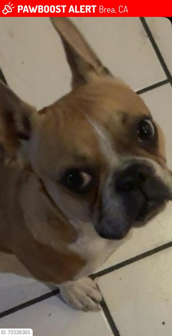 Lost Male Dog last seen skywood n sonora st brea ,ca, Brea, CA 92821