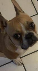 Lost Male Dog last seen skywood n sonora st brea ,ca, Brea, CA 92821