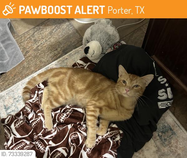 Found/Stray Male Cat last seen Villas at Valley Ranch, Porter, TX 77365