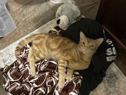 Found/Stray Male Cat last seen Villas at Valley Ranch, Porter, TX 77365