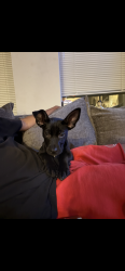 Lost Female Dog last seen Robert st n wentworth ave e, Saint Paul, MN 55118