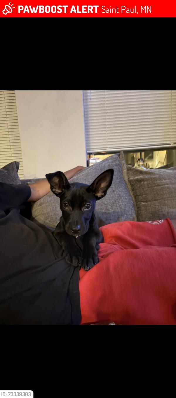 Lost Female Dog last seen Robert st n wentworth ave e, Saint Paul, MN 55118