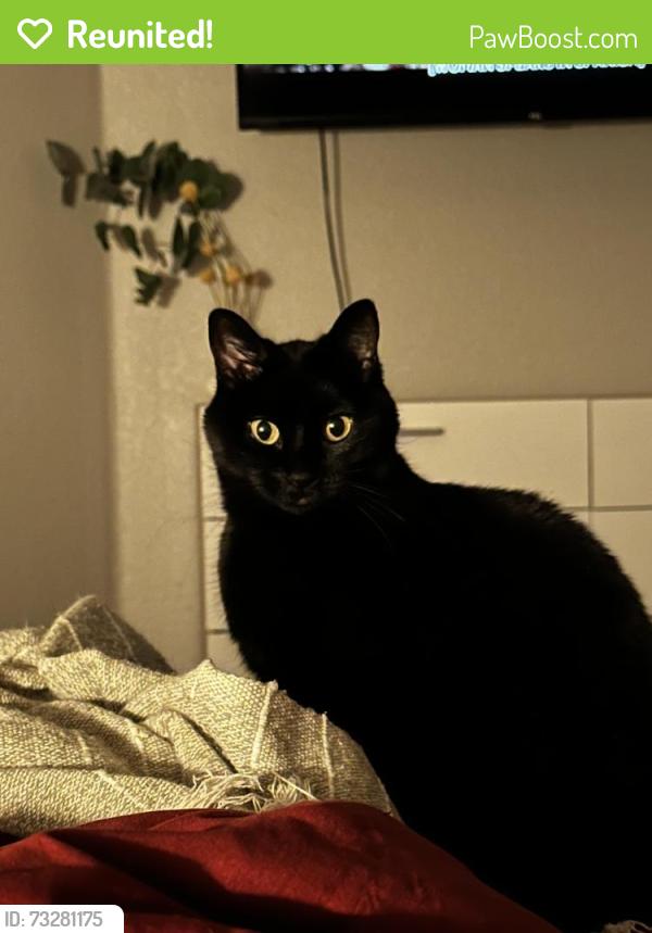 Reunited Female Cat last seen Wyoming and San Francisco Rd, Albuquerque, NM 87109