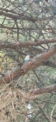Found/Stray Unknown Bird last seen Palmer and Lotz, Canton Township, MI 48188