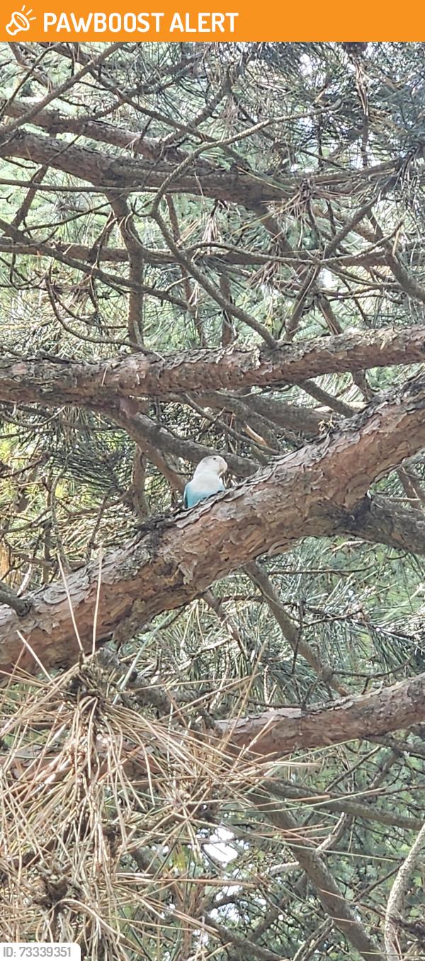 Found/Stray Unknown Bird last seen Palmer and Lotz, Canton Township, MI 48188
