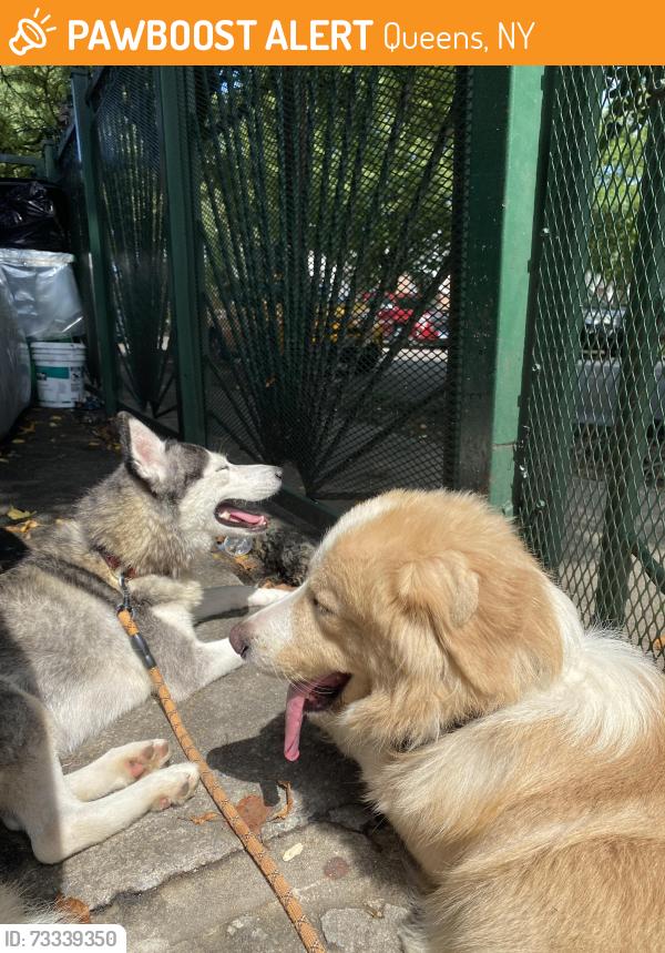 Found/Stray Female Dog last seen 82nd street 25th Ave, Queens, NY 11370