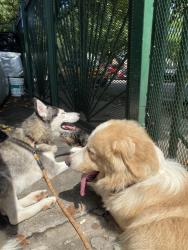 Found/Stray Female Dog last seen 82nd street 25th Ave, Queens, NY 11370