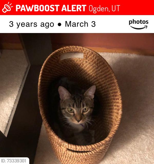 Lost Female Cat last seen Arlingtons and 32 street, Ogden, UT 84403