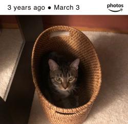 Lost Female Cat last seen Arlingtons and 32 street, Ogden, UT 84403