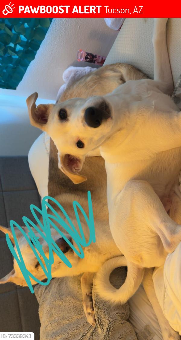 Lost Male Dog last seen Craycroft and golf links at the park, Tucson, AZ 85711