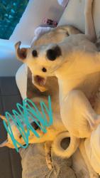 Lost Male Dog last seen Craycroft and golf links at the park, Tucson, AZ 85711