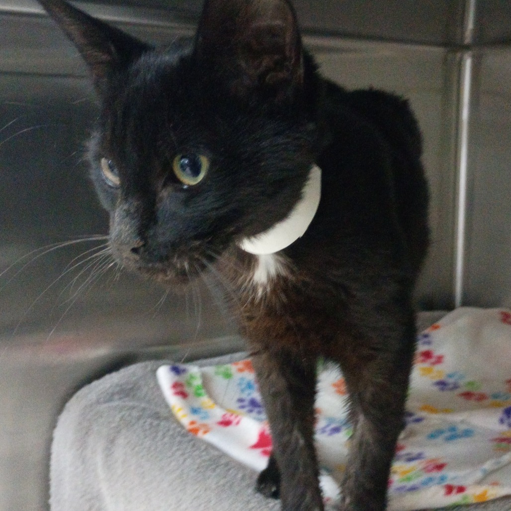 Shelter Stray Male Cat last seen , 361 S Raymond Ave, Pasadena, CA 91105, USA