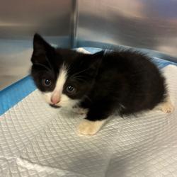 Shelter Stray Male Cat last seen , 980 Guilford College Rd, Greensboro, NC 27409, USA