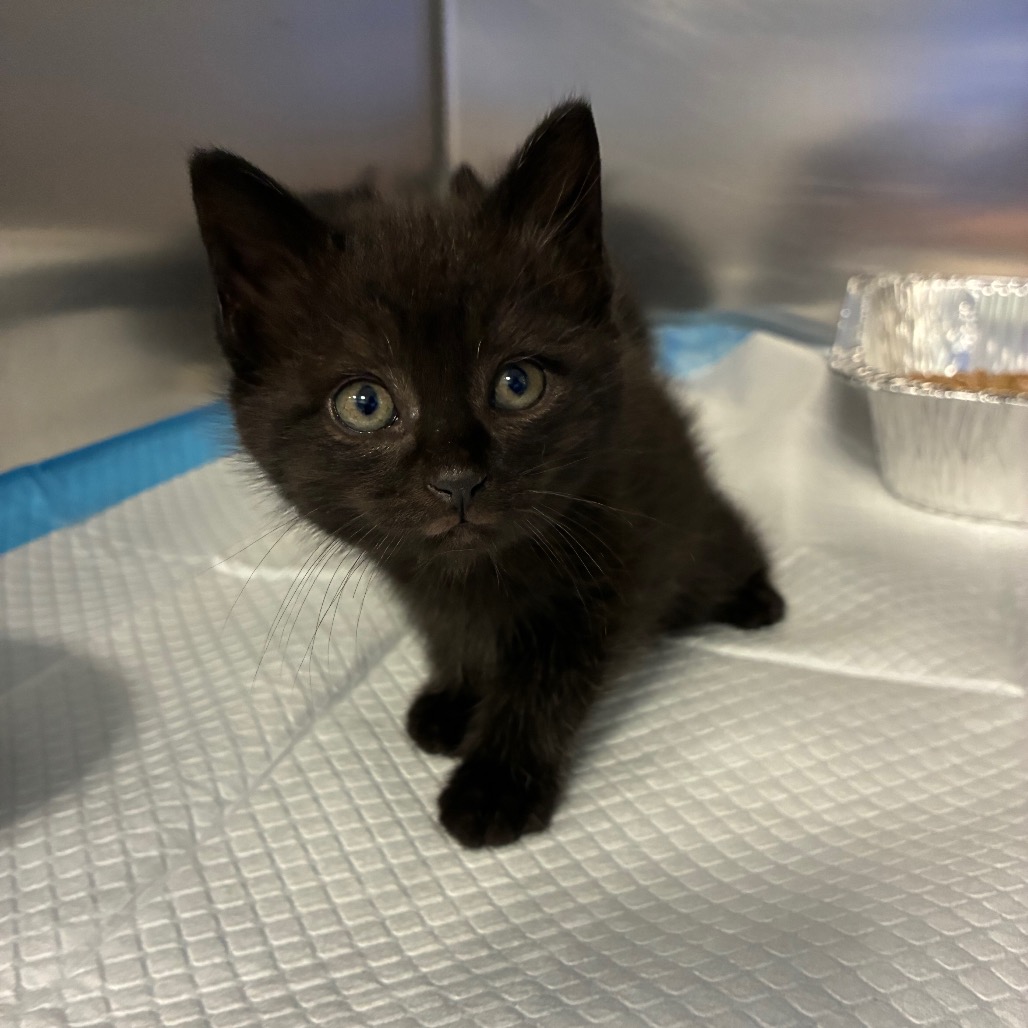 Shelter Stray Female Cat last seen , 980 Guilford College Rd, Greensboro, NC 27409, USA