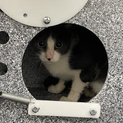 Shelter Stray Female Cat last seen , 3100 Deats Rd, Dickinson, TX 77539, USA