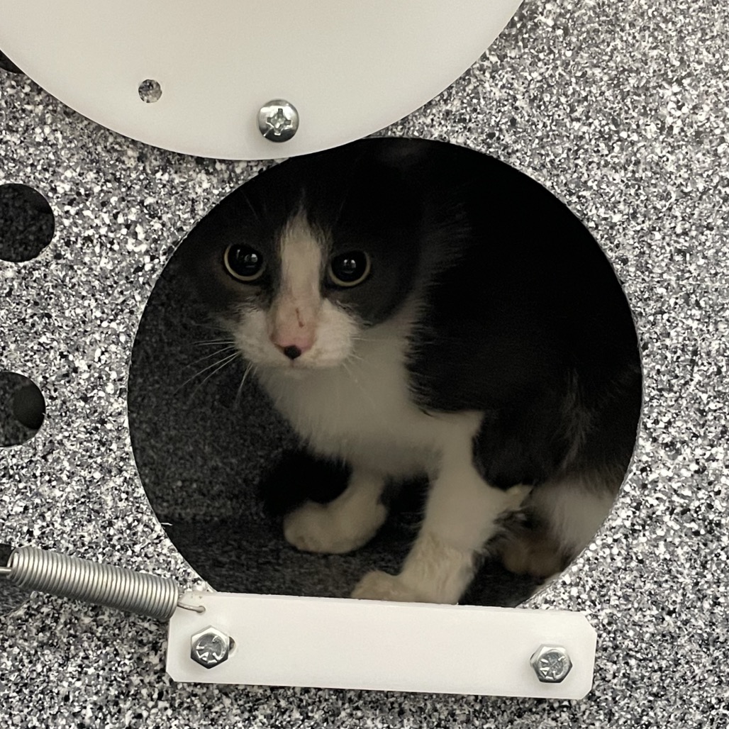 Shelter Stray Female Cat last seen , 3100 Deats Rd, Dickinson, TX 77539, USA