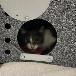 Shelter Stray Female Cat last seen , 3100 Deats Rd, Dickinson, TX 77539, USA