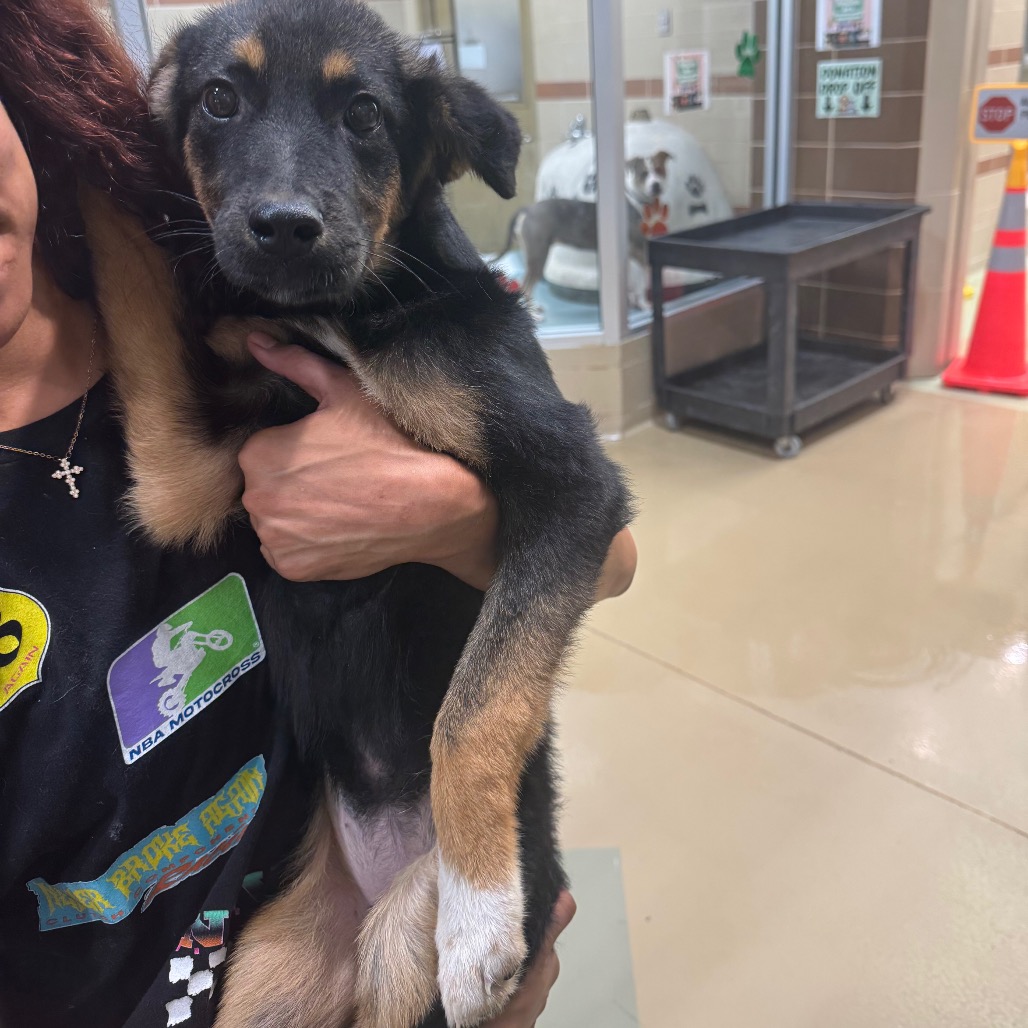 Shelter Stray Female Dog last seen , 5570 Sturmer Park Cir, Winston-Salem, NC 27105, USA