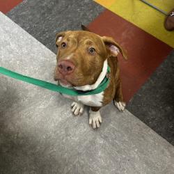 Shelter Stray Male Dog last seen , Animal Care & Control Team of Philly, 111 W Hunting Park Ave, Philadelphia, PA 19140, USA