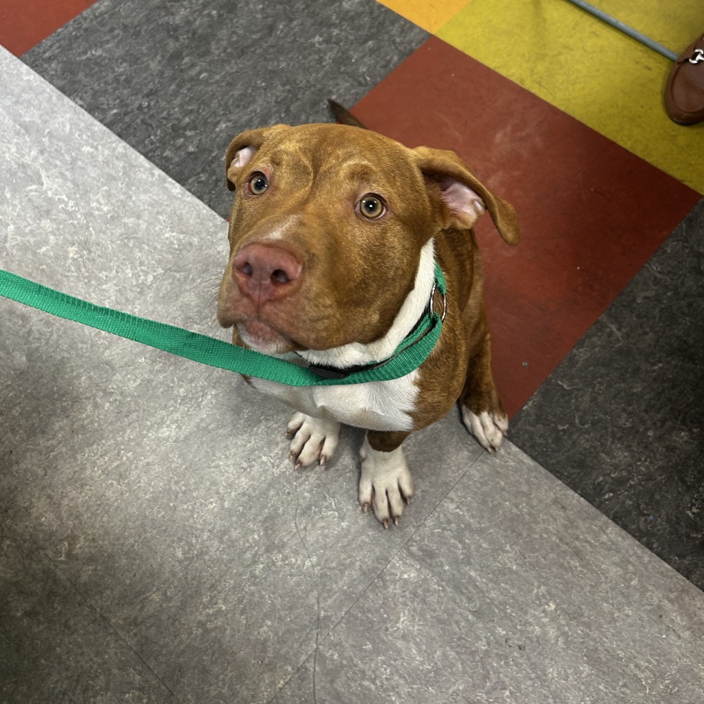 Shelter Stray Male Dog last seen , Animal Care & Control Team of Philly, 111 W Hunting Park Ave, Philadelphia, PA 19140, USA