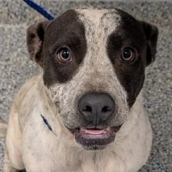 Shelter Stray Male Dog last seen , 328 Furman Hall Rd, Greenville, SC 29609, USA