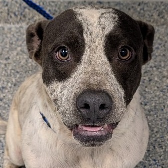 Shelter Stray Male Dog last seen , 328 Furman Hall Rd, Greenville, SC 29609, USA