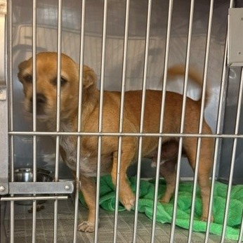 Shelter Stray Male Dog last seen , 12910 Yukon Ave, Hawthorne, CA 90250, USA