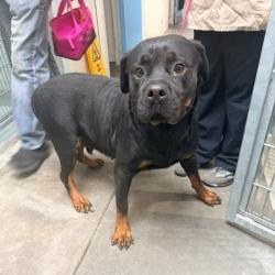Shelter Stray Female Dog last seen , 12910 Yukon Ave, Hawthorne, CA 90250, USA