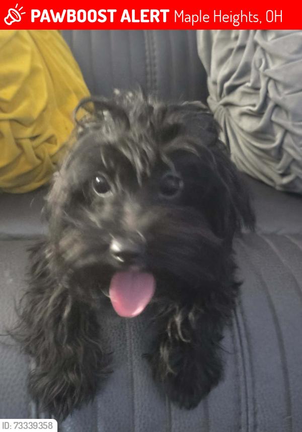 Lost Male Dog last seen Libby, Maple Heights, OH 44137