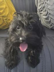 Lost Male Dog last seen Libby, Maple Heights, OH 44137