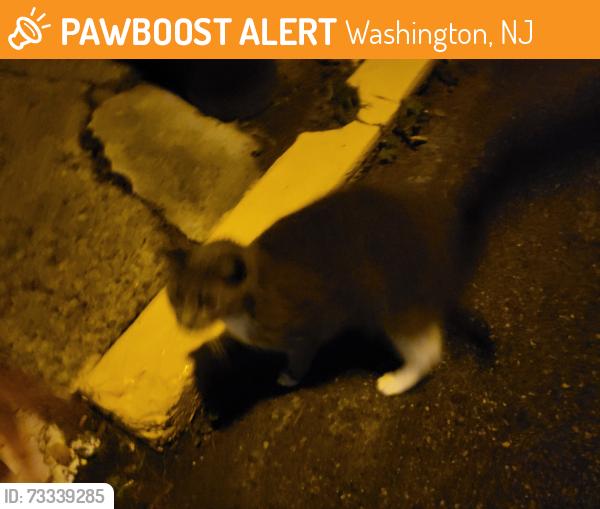 Found/Stray Unknown Cat last seen Near N Lincoln Ave, Washington, NJ 07882, Washington, NJ 07882