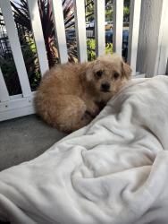 Found/Stray Male Dog last seen Normandie and Beverly, Los Angeles, CA 90004