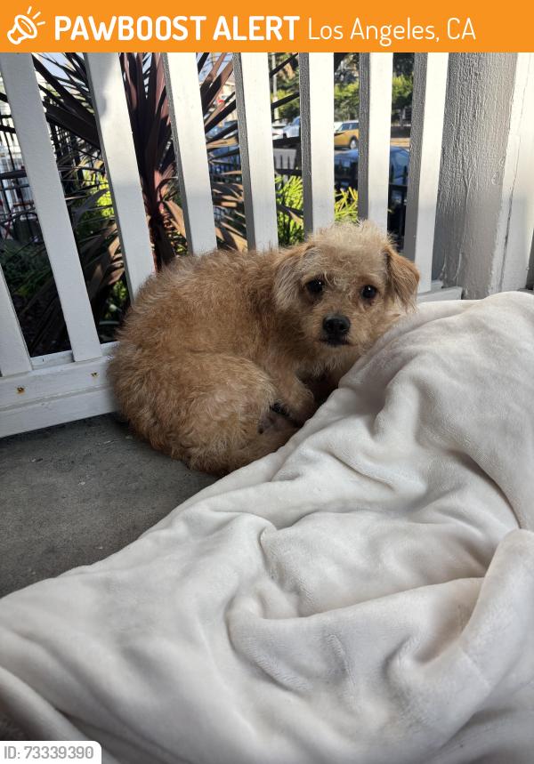 Found/Stray Male Dog last seen Normandie and Beverly, Los Angeles, CA 90004