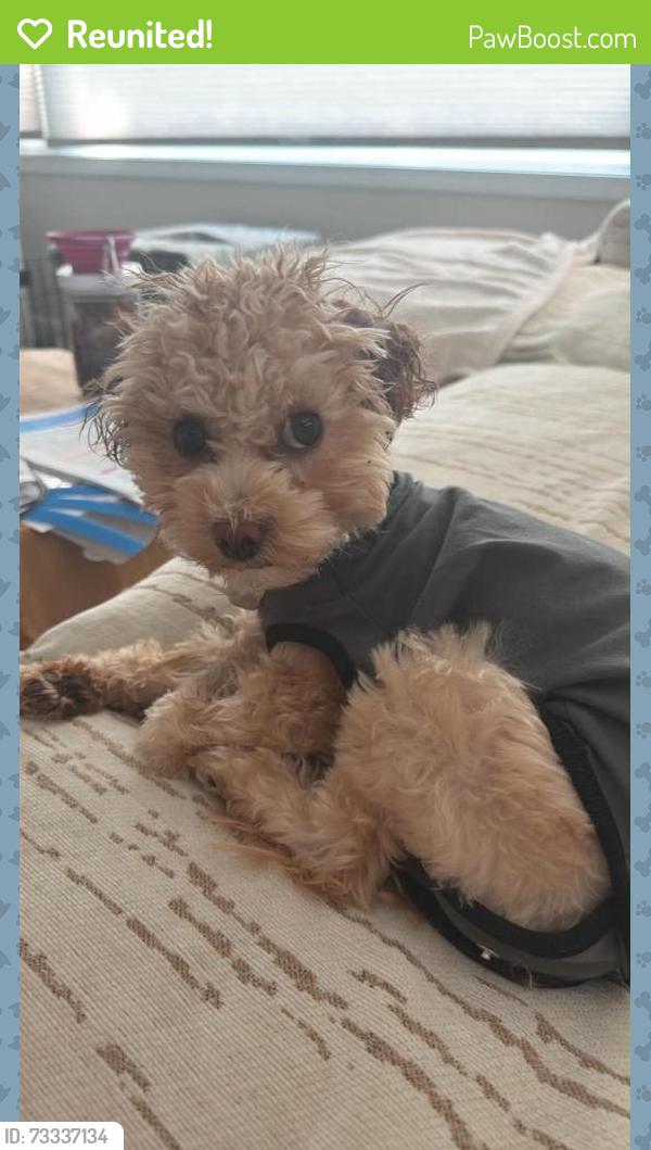 Reunited Female Dog last seen Near Lake Shore Dr S, Richfield, MN 55423, USA, Richfield, MN 55423