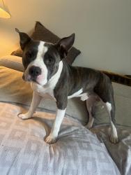 Found/Stray Male Dog last seen Mountain Creek RD, Chattanooga, TN 37415