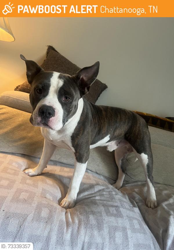 Found/Stray Male Dog last seen Mountain Creek RD, Chattanooga, TN 37415