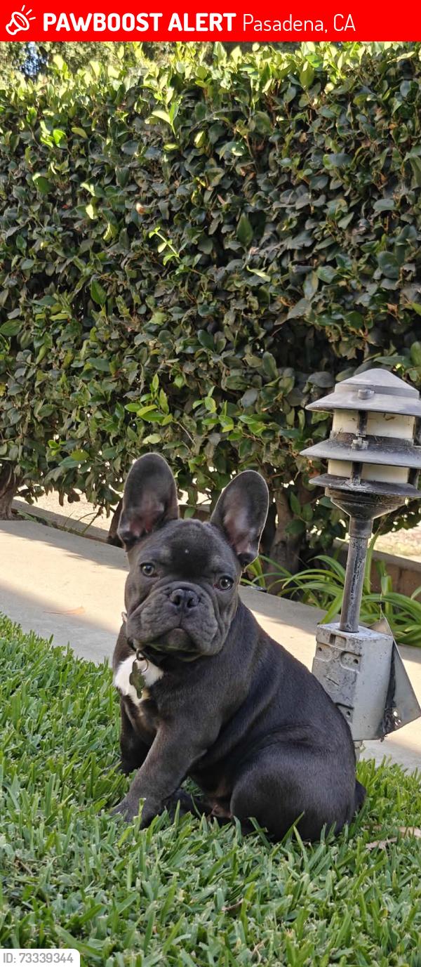 Lost Male Dog last seen Walnuts y Parkwood, Pasadena, CA 91107