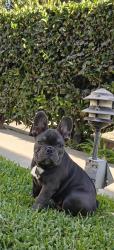 Lost Male Dog last seen Walnuts y Parkwood, Pasadena, CA 91107