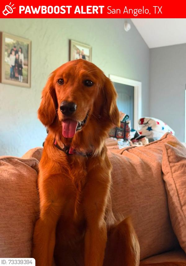 Lost Female Dog last seen Caroline lane, San Angelo, TX 76904