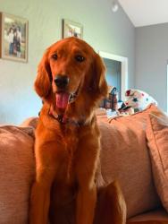 Lost Female Dog last seen Caroline lane, San Angelo, TX 76904