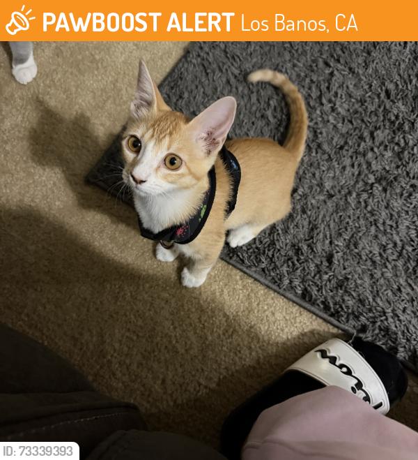 Found/Stray Female Cat last seen Miano elementary school, Los Banos, CA 93635