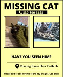 Lost Male Cat last seen Frazier, Conroe, TX 77303