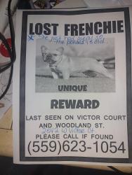 Lost Female Dog last seen Woodland and Victor, Visalia, CA 93277