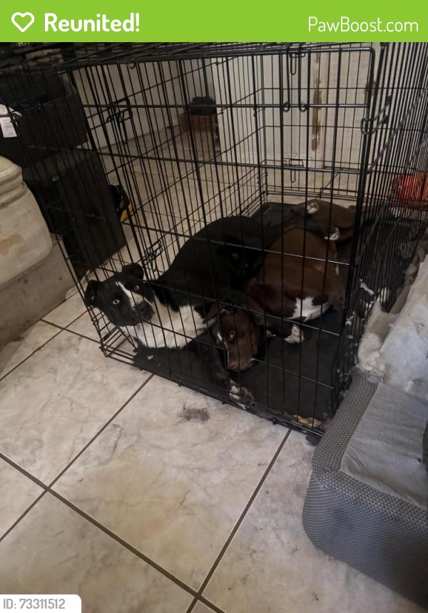 Reunited Female Dog last seen Sw 30th st Miramar fl 33023, Miramar, FL 33025