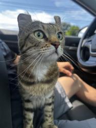Lost Male Cat last seen Washington Ave and East Ave, West Haven, CT 06516