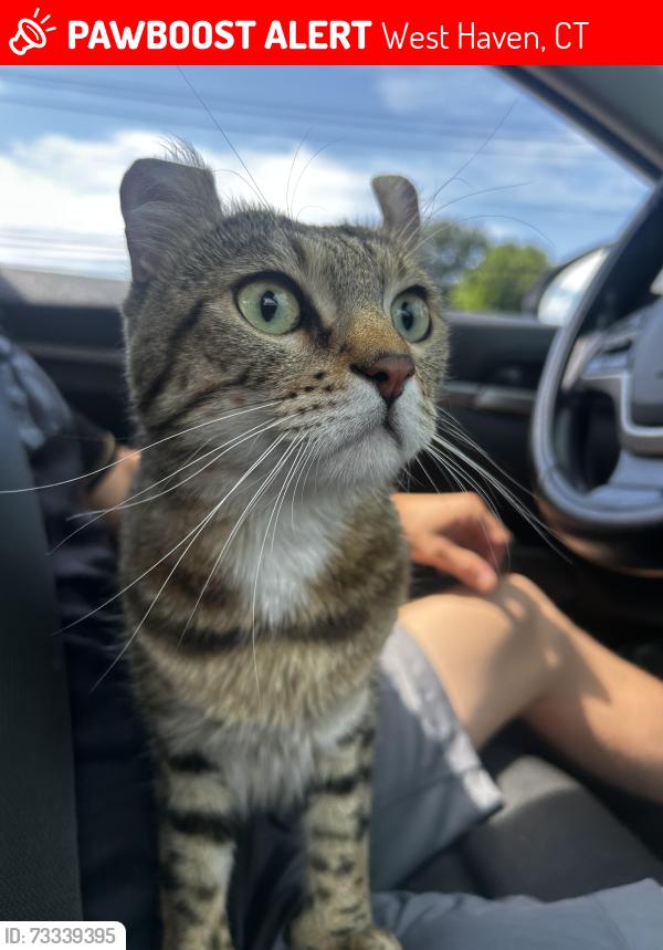 Lost Male Cat last seen Washington Ave and East Ave, West Haven, CT 06516