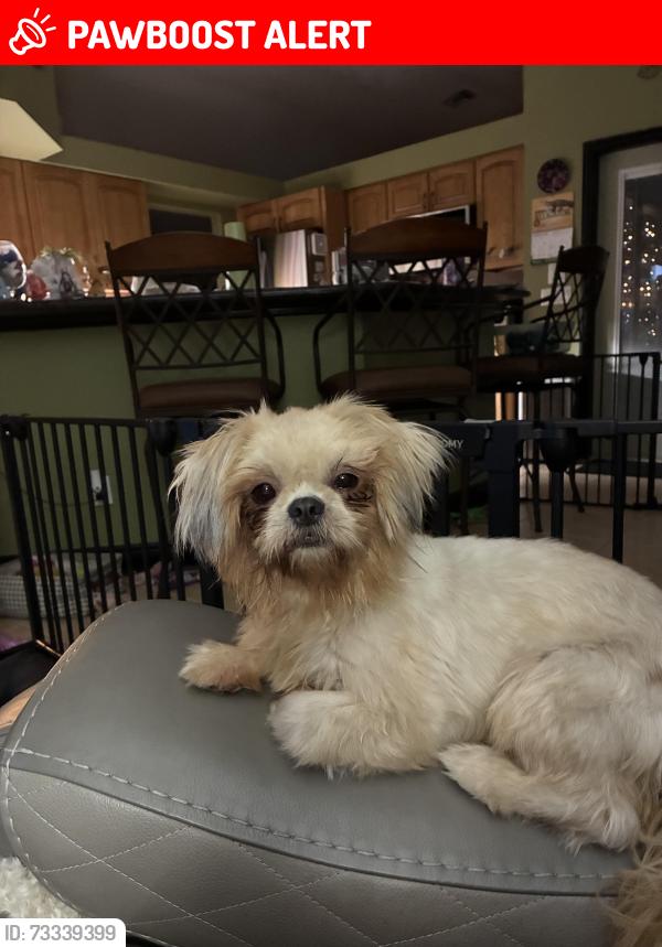 Lost Female Dog last seen Pondella, North Fort Myers, FL 33903