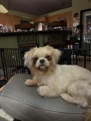 Lost Female Dog last seen Pondella, North Fort Myers, FL 33903