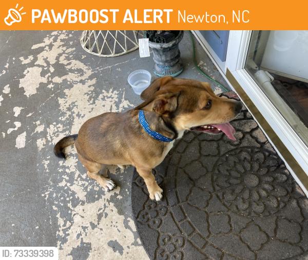 Found/Stray Male Dog last seen Hwy 10 and Vale nc, Newton, NC 28658
