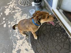 Found/Stray Male Dog last seen Hwy 10 and Vale nc, Newton, NC 28658